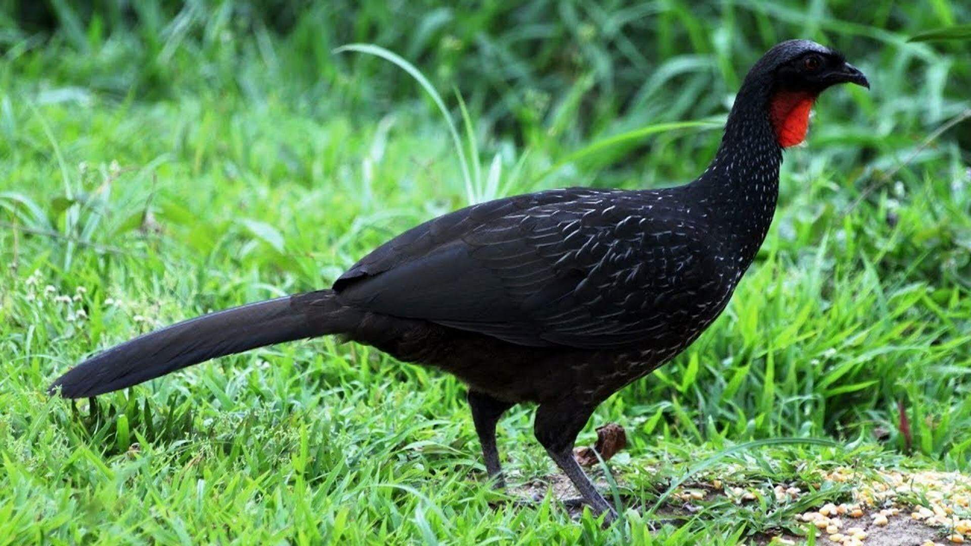 Erechim CHÁCARAS A VENDA ESTAR DO CHILE