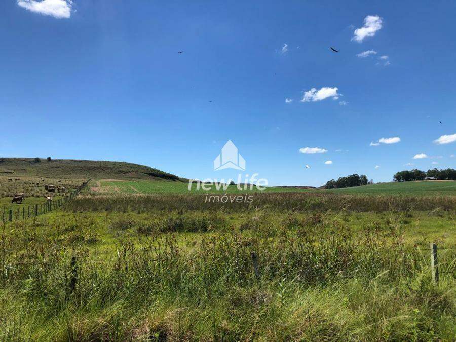 PECUARIA  