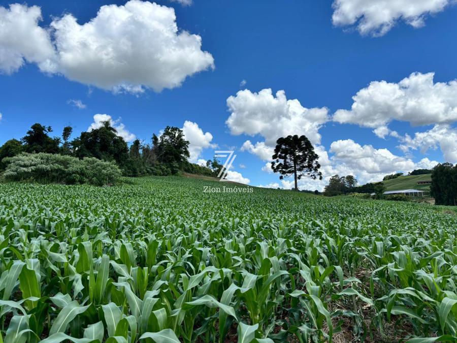 ÁREA DE PLANTIO